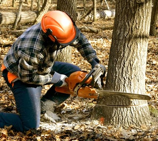Tree Removal in Sidman, PA